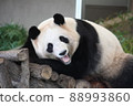 Lots of pandas 88993860