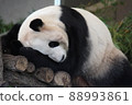 Sleeping panda 88993861
