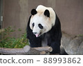 Panda sticking out tongue 88993862