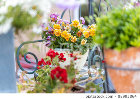 有美麗的盆栽植物的花園 有美麗的盆栽植物的花園 88993864