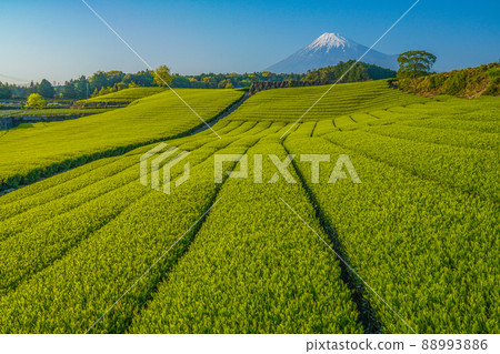 Mount Fuji and tea plantation 88993886