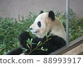 Pensive panda 88993917