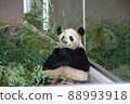 Panda with bamboo 88993918