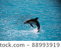 Jumping dolphin 88993919