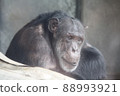 Chimpanzee indulging in thought 88993921