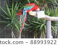 Red-and-green macaw eating food 88993922