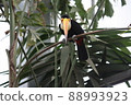 Toco toucan looking at the camera 88993923