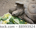 Giant tortoise eating vegetables 88993924