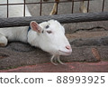 Goat trying to get out of the fence 88993925