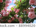 Rose arch seen from directly below 88994020