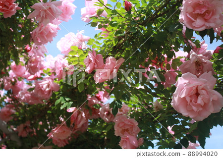 Rose arch seen from directly below 88994020