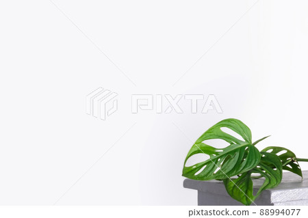 Monstera Monkey Mask or Obliqua or Adansonii leaves. Home plants in white pot. Minimalism and scandi style concept, urban jungle and garden room. White and grey background. 88994077