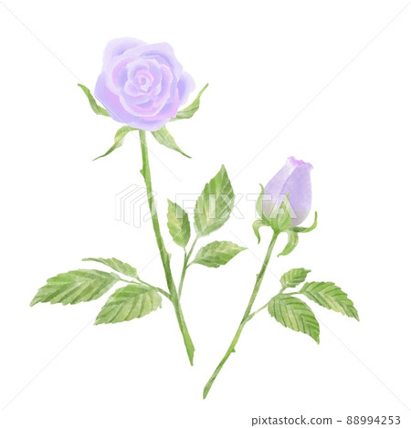 Illustration of purple roses 88994253