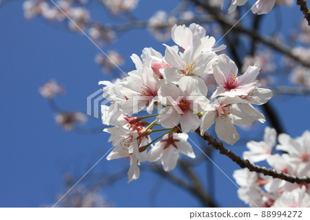 Aozora and Yoshino cherry tree 88994272