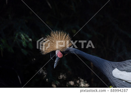 Beautiful bird, Grey Crowned Crane with blue eye and red wattle, head profile against a dark natural 88994287