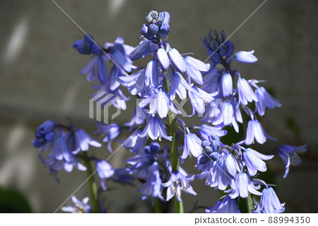 Schiller Campanula 88994350