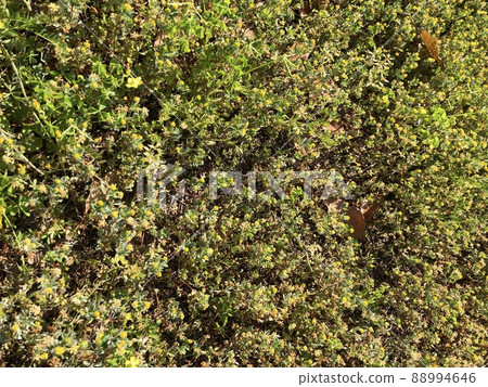 Lesser trefoil that grows in clusters 88994646