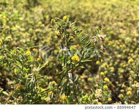 Comet Tsukkusa 88994647