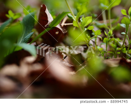 剛剛睡過頭的赤壁蛙 88994745