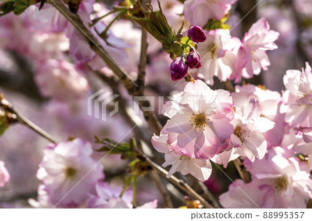 宮城縣七宿町賞花盛開的春七宿公園 88995357