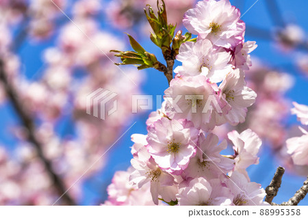 宮城縣七宿町賞花盛開的春七宿公園 宮城縣七宿町賞花盛開的春七宿公園 88995358