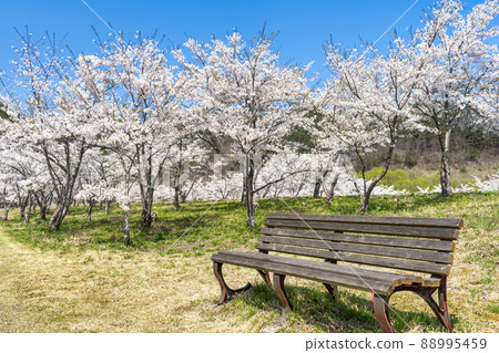 宮城縣七宿町春天七宿公園，一排盛開的櫻花樹 88995459