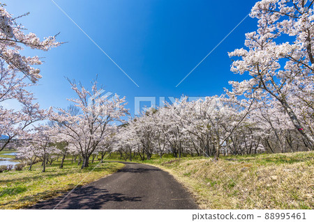 Spring Shichigashuku Park, a row of cherry blossom trees in full bloom, Shichikashuku Town, Miyagi Prefecture 88995461