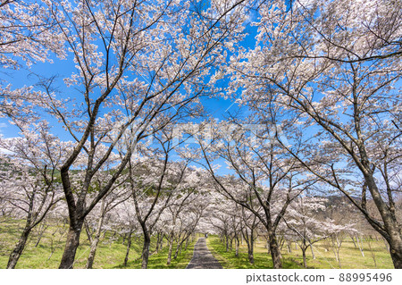 Spring Shichigashuku Park, a row of cherry blossom trees in full bloom, Shichikashuku Town, Miyagi Prefecture 88995496