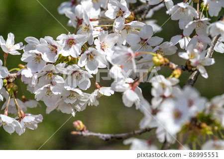 宮城縣七宿町春天七宿公園，一排盛開的櫻花樹 88995551