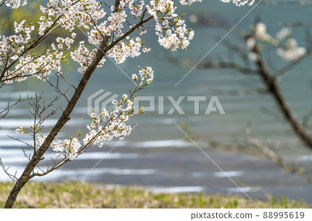 宮城縣七宿町春天七宿公園，一排盛開的櫻花樹 88995619