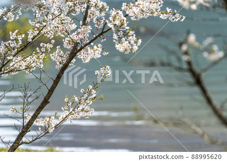 宮城縣七宿町春天七宿公園，一排盛開的櫻花樹 88995620