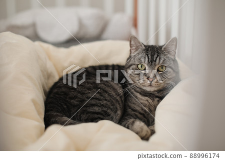 funny tabby scottish straight cat at home. Cat portrait funny tabby scottish straight cat at home. Cat portrait 88996174