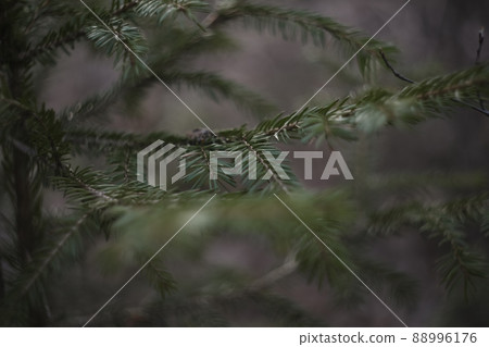Fluffy branches of a evergreen fir trees. Christmas wallpaper or postcard concept. Close-up. Fluffy branches of a evergreen fir trees. Christmas wallpaper or postcard concept. Close-up. 88996176