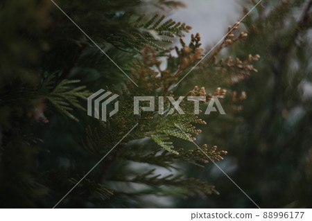 Close-up of bright green texture of natural greenery of the needles of Thuja tree. Selective focus. Interesting nature concept for design. Close-up of bright green texture of natural greenery of the needles of Thuja tree. Selective focus. Interesting nature concept for design. 88996177