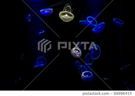 照片,海洋生物 神秘的歐文水母 美麗而精緻的歐文水母像玻璃製品 照片,海洋生物 神秘的歐文水母 美麗而精緻的歐文水母像玻璃製品 88996455