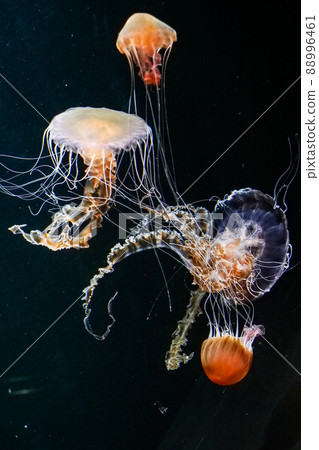 照片,水母的照片,宇宙的神秘水母,Seanetre同伴的精彩舞蹈 照片,水母的照片,宇宙的神秘水母,Seanetre同伴的精彩舞蹈 88996461