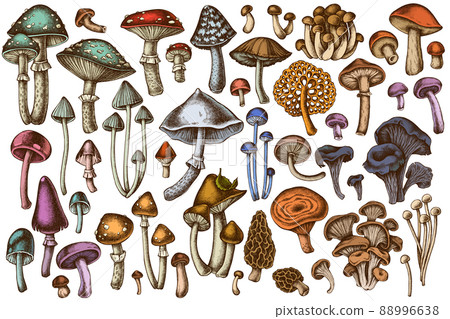 Forest mushrooms hand drawn vector illustrations collection. Colored mushrooms, fly agaric, blewit 88996638