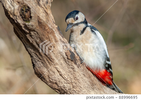 Great Spotted Woodpecker (Dendrocopos major) perched on a branch in the forest. Great Spotted Woodpecker (Dendrocopos major) perched on a branch in the forest. 88996695