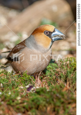 Hawfinch (Coccothraustes coccothraustes) perched on a branch in the forest. 88996699