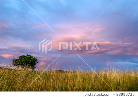 Glowing sky at dusk on a summer evening over a meadow. 88996725