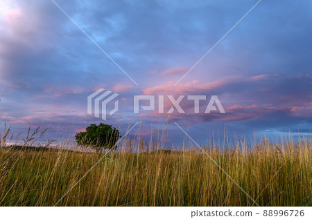 Glowing sky at dusk on a summer evening over a meadow. 88996726