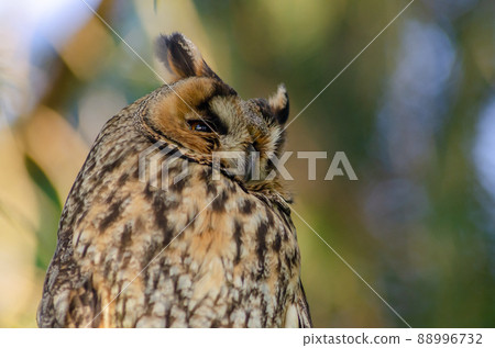 Portrait of Long-eared Owl (Asio otus)perched in a tree. 88996732