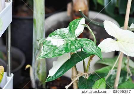 Syngonium podophyllum, Arrowhead Vine or Goosefoot Plant or Araceae 88996827