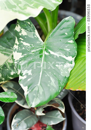 Alocasia, Alocasia macrorrhizos or Alocasia plant or bicolor alocasia or bicolor plant 88996838