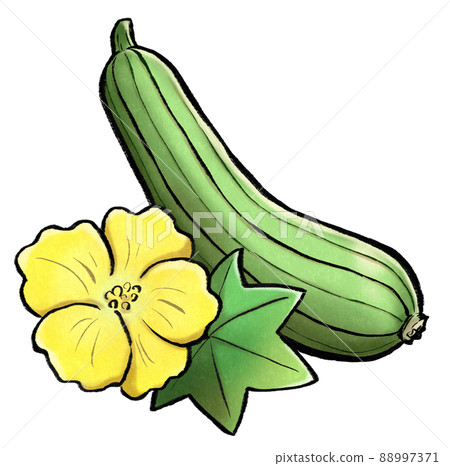 Nabera (絲瓜絡) 和 flowers_analog 風格插圖 Nabera (絲瓜絡) 和 flowers_analog 風格插圖 88997371