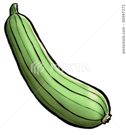 Nabera (loofah) _ analog style illustration 88997372