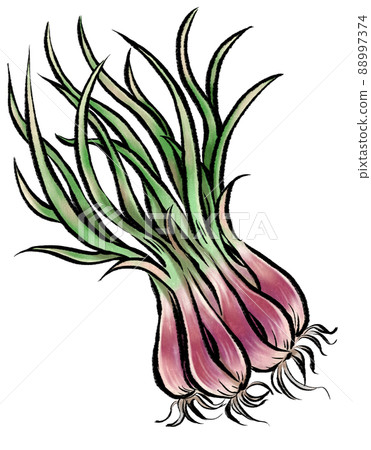 紅洋蔥_模擬風格插圖 88997374