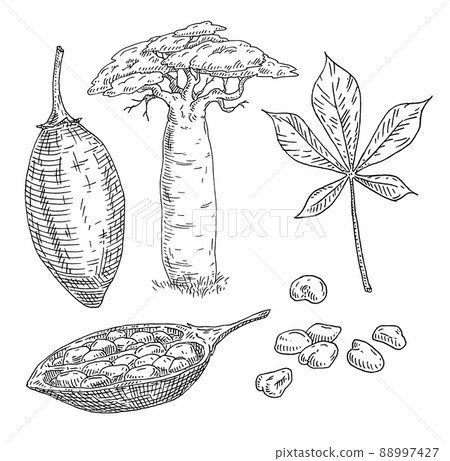 Whole and half baobab fruit with seeds. Tree with leaf. Vintage engraving illustration Whole and half baobab fruit with seeds. Tree with leaf. Vintage engraving illustration 88997427