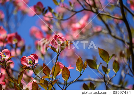 Flower tree Flower tree 88997484