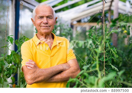 Old european gardener standing inside hothouse amongst tomato shrubs. Old european gardener standing inside hothouse amongst tomato shrubs. 88997500